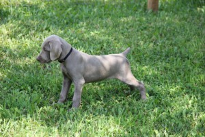 www.timberdoodleweims.net - Gallery- Puppy - 042